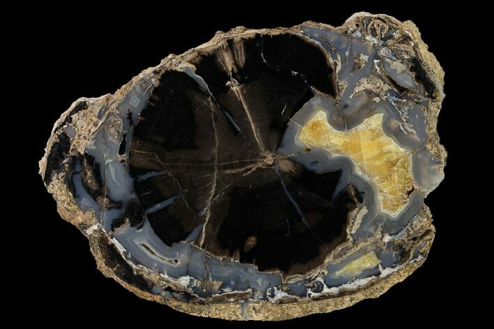 Petrified Wood (Schinoxylon) Slab - Blue Forest, Wyoming #166055
